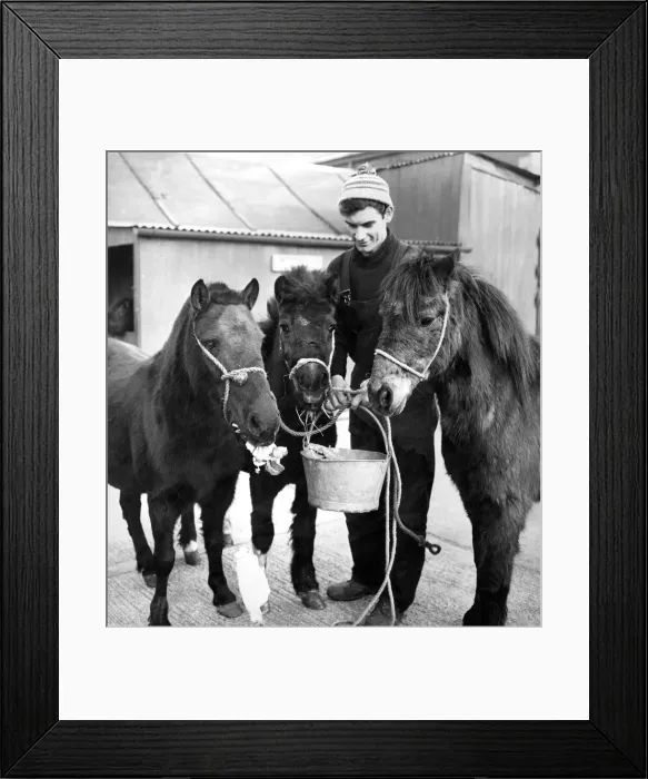 Framed Print : Mr. Leslie Moffat, who runs Carlisles rest home for horses