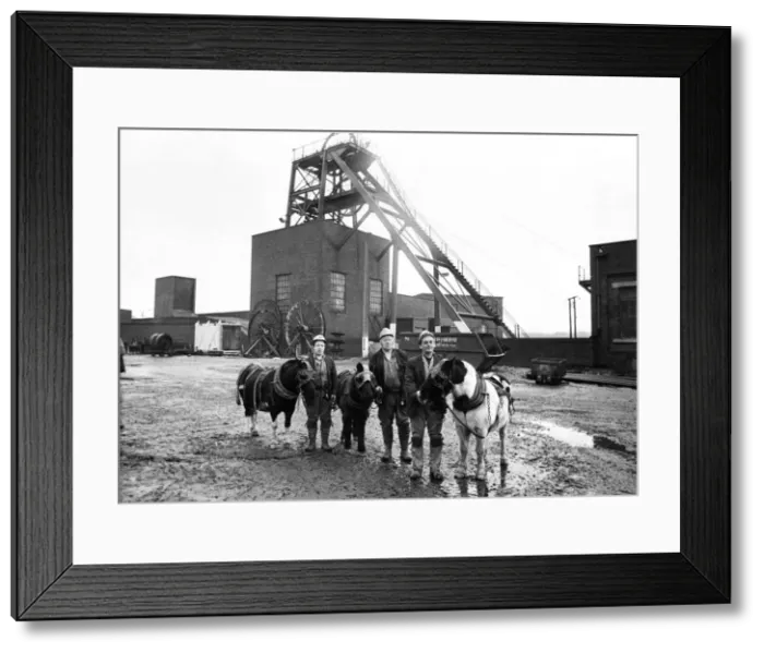 Framed Print : Pit ponies bullet, Darkie and Baldie, with pitmen George Oxley Framed Print : Pit ponies bullet, Darkie and Baldie, with pitmen George Oxley