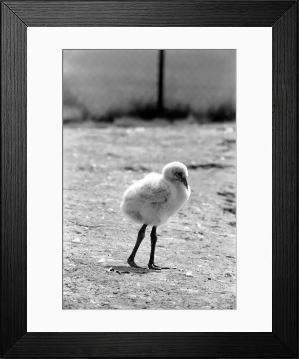 Framed Print : Freddie the Flamingo: A little ball of fluff, a real puzzler Framed Print : Freddie the Flamingo: A little ball of fluff, a real puzzler