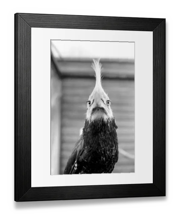 Framed Print : Animal: Bird: Humour: Unusual: nHumphreyi White Crested Hornbill Framed Print : Animal: Bird: Humour: Unusual: nHumphreyi White Crested Hornbill