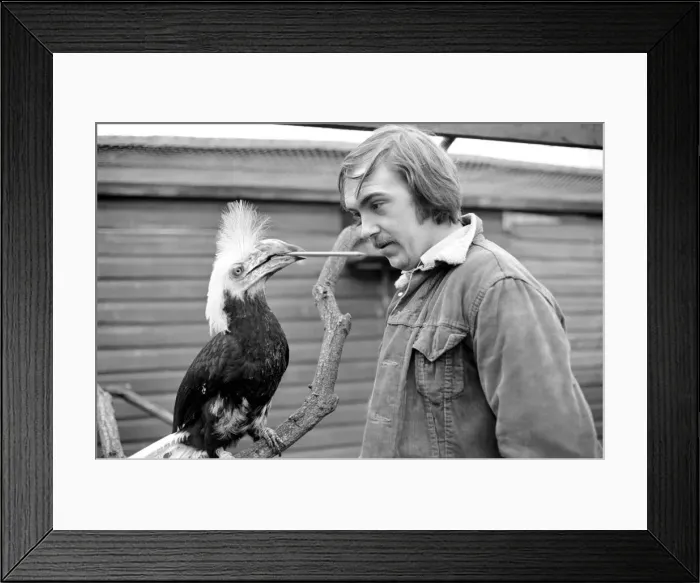 Framed Print : Animal: Bird: Humour: Unusual: nHumphreyi White Crested Hornbill Framed Print : Animal: Bird: Humour: Unusual: nHumphreyi White Crested Hornbill
