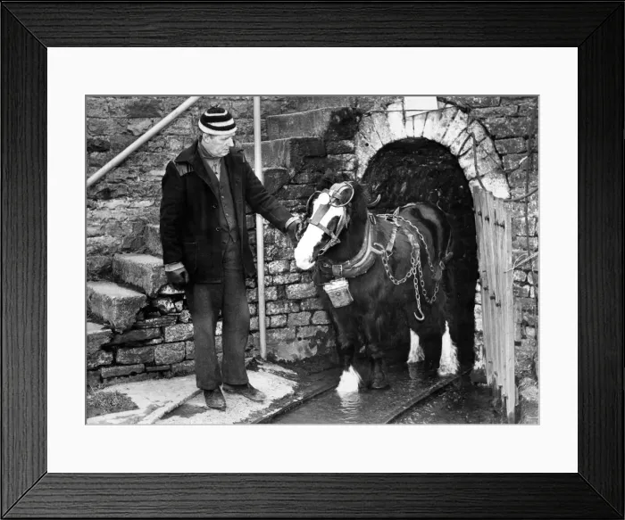 Framed Print : The last shift for pit pony Jock after 21 years service Framed Print : The last shift for pit pony Jock after 21 years service