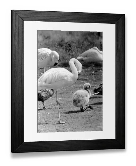 Framed Print : Freddie the Flamingo: A little ball of fluff, a real puzzler