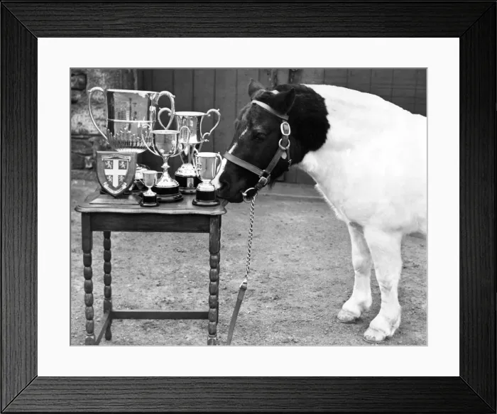 Framed Print : Champion pit pony Pride seems to be taking a special pride in looking over these trophies