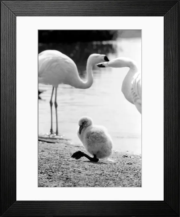 Framed Print : Freddie the Flamingo: A little ball of fluff, a real puzzler