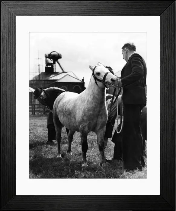 Framed Print : Monty a pit pony from Stargate Colliery, had a day off yesterday Framed Print : Monty a pit pony from Stargate Colliery, had a day off yesterday