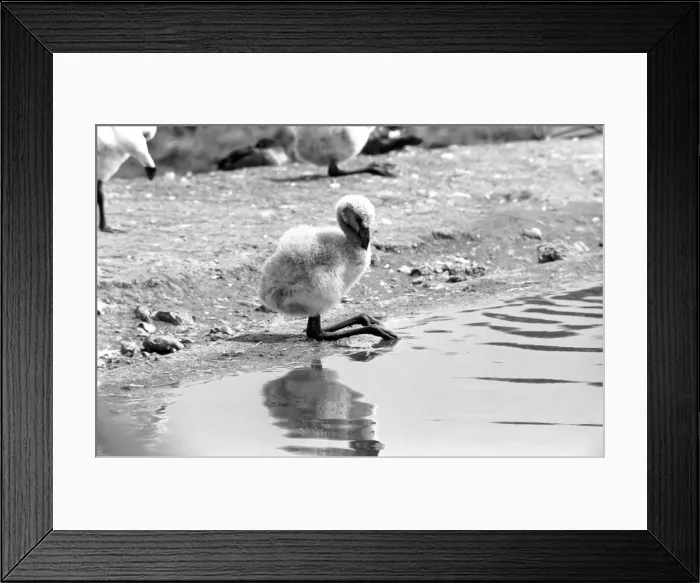 Framed Print : Freddie the Flamingo: A little ball of fluff, a real puzzler Framed Print : Freddie the Flamingo: A little ball of fluff, a real puzzler