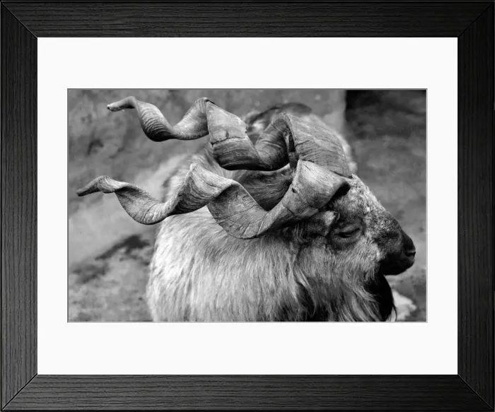 Framed Print : Unusual. Animals. London Zoo. Goat. January 1976 76-00087 Framed Print : Unusual. Animals. London Zoo. Goat. January 1976 76-00087