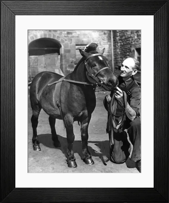 Framed Print : Prince the pit pony being groomed by Mr. Tom Holland at Team Colliery Granary, Birtley