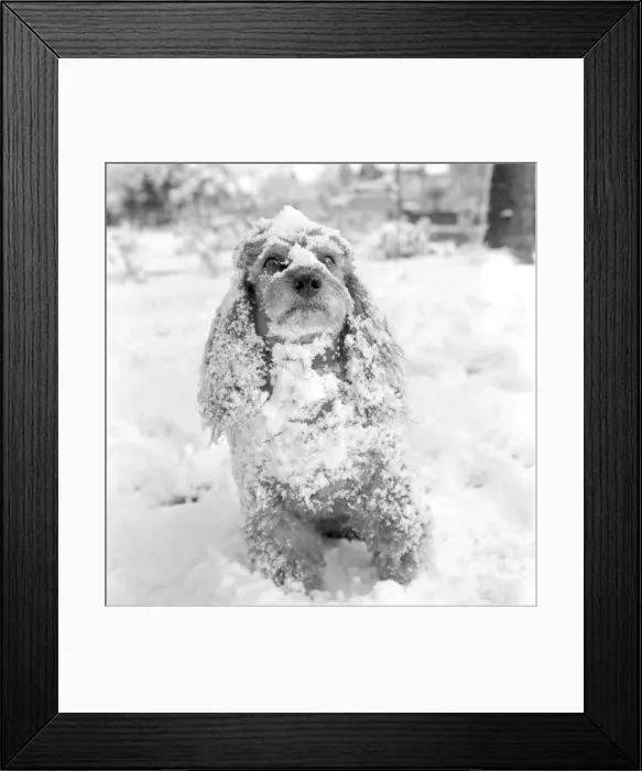 Framed Print : Jumbo the poodle having a whale of a time in the snow at Orpington Kent