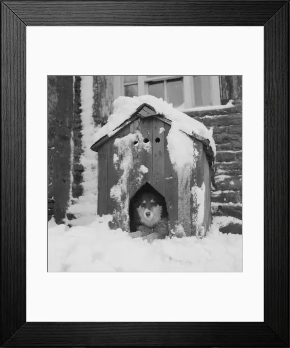 Framed Print : As this dog remarked from his kennel on a farm near Burnley, Lancashire