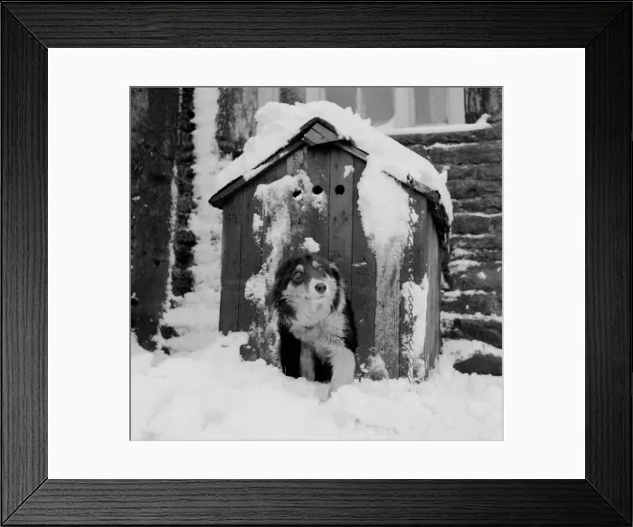 Framed Print : As this dog remarked from his kennel on a farm near Burnley, Lancashire