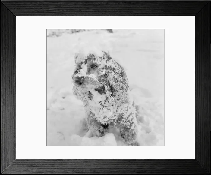 Framed Print : Jumbo the poodle having a whale of a time in the snow at Orpington Kent Framed Print : Jumbo the poodle having a whale of a time in the snow at Orpington Kent