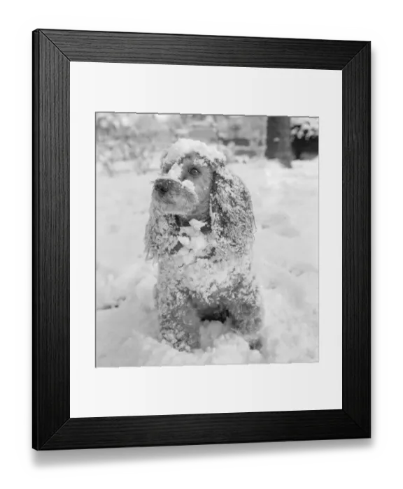 Framed Print : Jumbo the poodle having a whale of a time in the snow at Orpington Kent