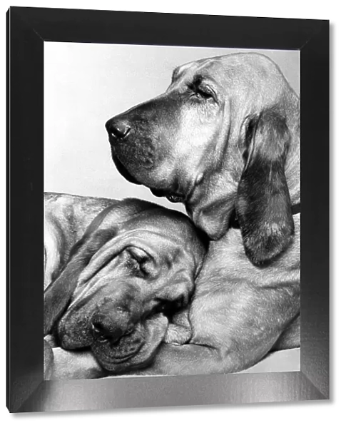 Animals - Dogs Bloodhounds Saint and Henry - Famous TV Commercial Dogs