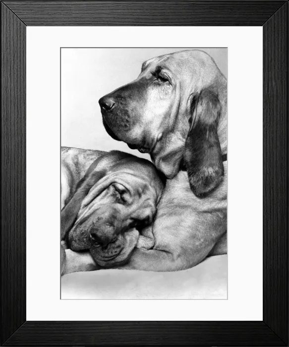 Framed Print : Animals - Dogs Bloodhounds Saint and Henry - Famous TV Commercial Dogs Framed Print : Animals - Dogs Bloodhounds Saint and Henry - Famous TV Commercial Dogs
