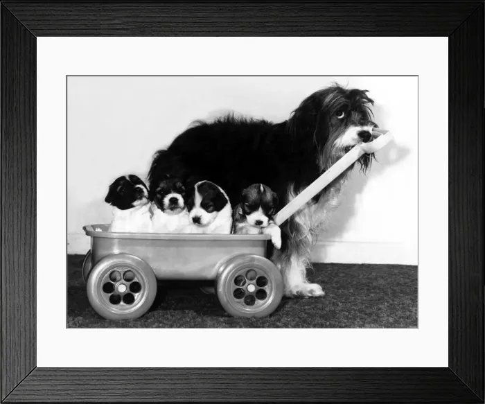 Framed Print : Animals - Dogs Pippin Pippin the English Sheepdog with her pups in a cart
