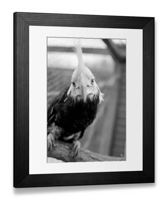 Framed Print : Animal: Bird: Humour: Unusual: nHumphreyi White Crested Hornbill