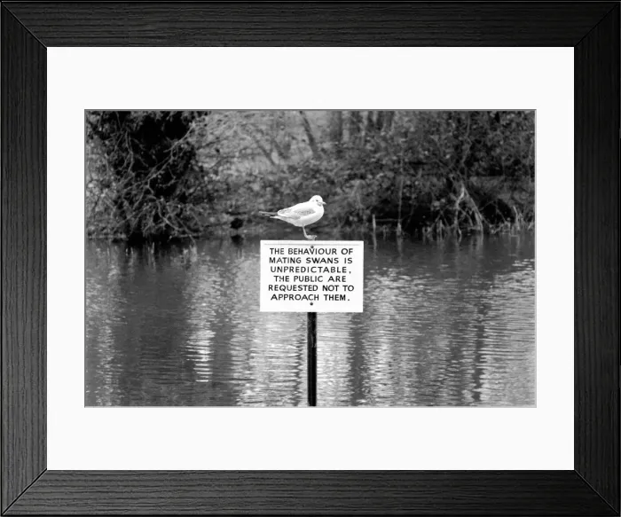 Framed Print : Swan Fred'. March 1975 75-01450 Framed Print : Swan Fred'. March 1975 75-01450