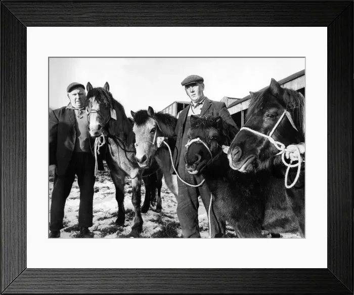 Framed Print : Four of the last pit ponies to work in North East coal mines retired today Framed Print : Four of the last pit ponies to work in North East coal mines retired today
