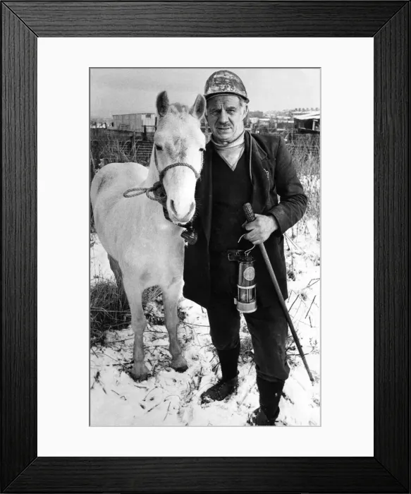 Framed Print : Pit deputy Roy Cole who is to look after pit pony Silver after Fishburn Colliery closes Framed Print : Pit deputy Roy Cole who is to look after pit pony Silver after Fishburn Colliery closes