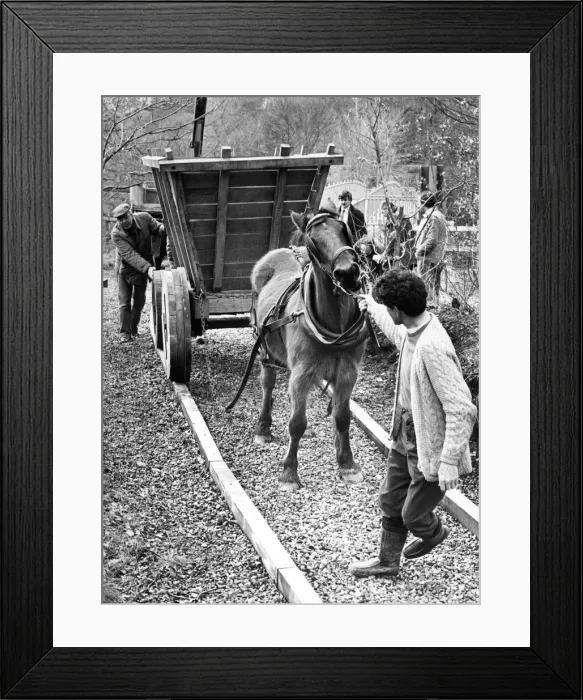 Framed Print : Dawn, the horse shows a certain reluctance to pull the replica 18th Century horse drawn Framed Print : Dawn, the horse shows a certain reluctance to pull the replica 18th Century horse drawn