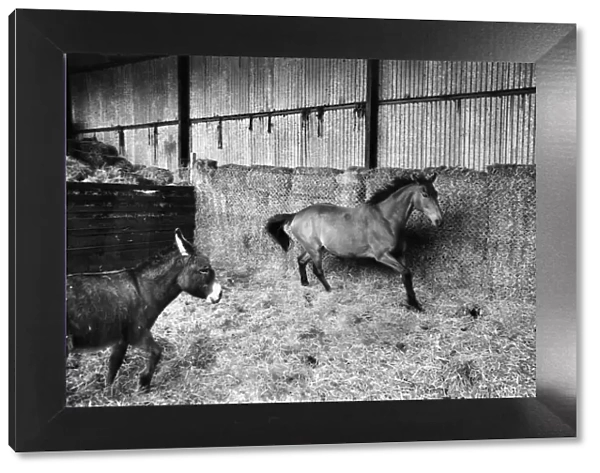 Arkle and companion donkey 'Nellie', convalecing in barn at Bryanstown Farm