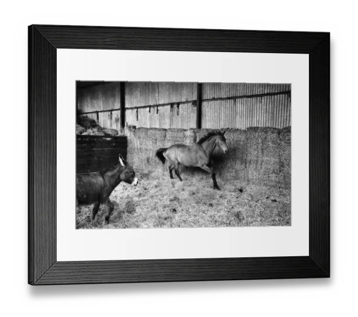 Framed Print : Arkle and companion donkey Nellie, convalecing in barn at Bryanstown Farm