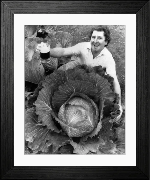 Framed Print : Phil and his giant cabbage. September 1986 P006542 Framed Print : Phil and his giant cabbage. September 1986 P006542