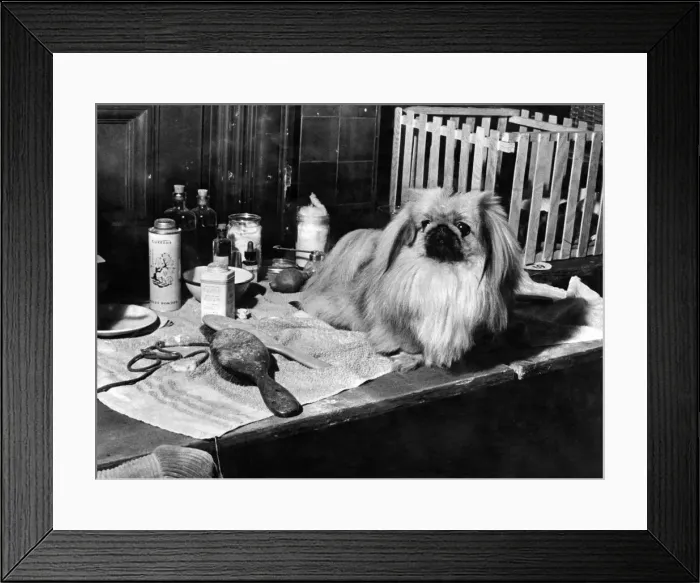 Framed Print : Giles of Tzumiao poses amongst his aids to beauty. He was entered by Mrs Framed Print : Giles of Tzumiao poses amongst his aids to beauty. He was entered by Mrs