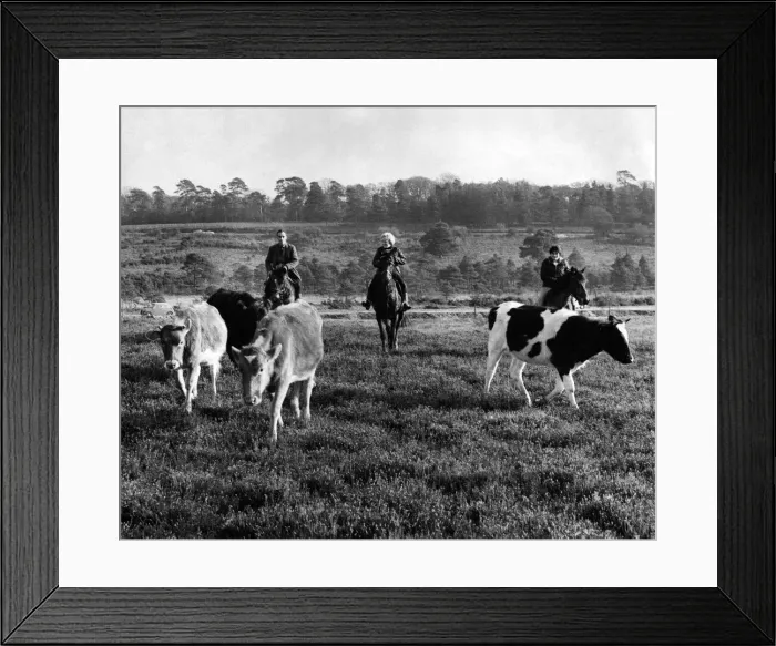 Framed Print : Voluntary workers seal off Cattle underpasses to divide forest in three sections Framed Print : Voluntary workers seal off Cattle underpasses to divide forest in three sections