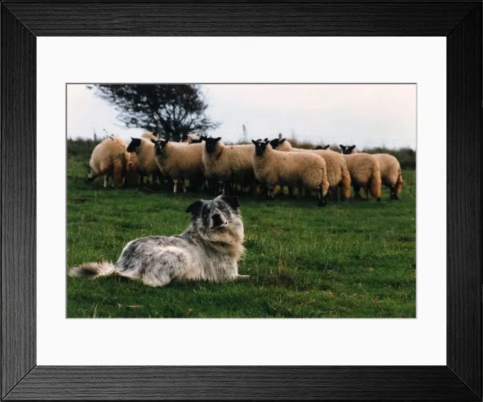 Framed Print : Blind Chaz waits for the whistle as he rounds up Sheep for Tim. November 1995 P006064 Framed Print : Blind Chaz waits for the whistle as he rounds up Sheep for Tim. November 1995 P006064