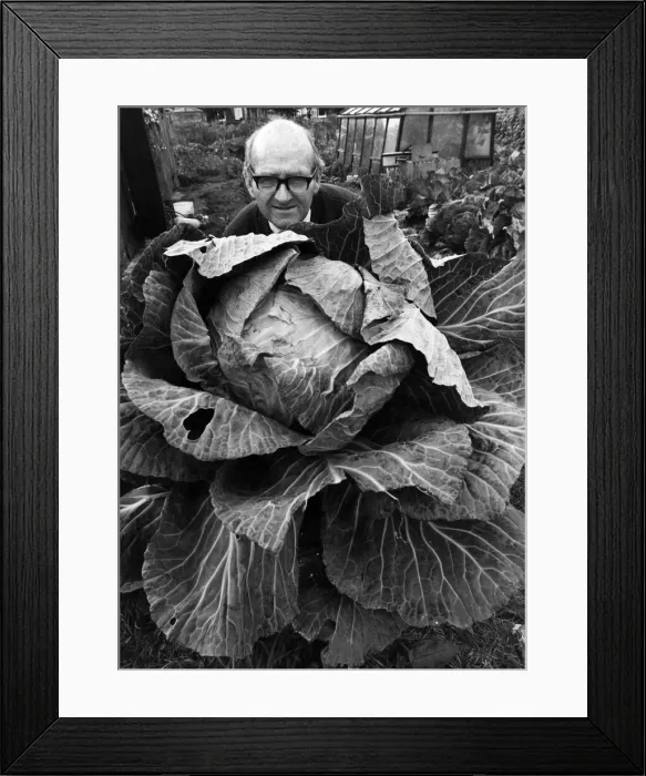 Framed Print : Giant Size. John McLoughlin with his monster cabbage. September 1982 P006541 Framed Print : Giant Size. John McLoughlin with his monster cabbage. September 1982 P006541