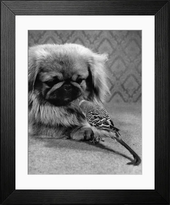 Framed Print : Why, you little budgerigar, you. Just because you get along well with a peke like me