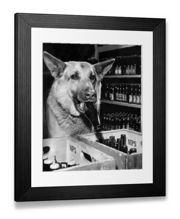 Framed Print : Rex, Mr. Gieles 7 year old Alsatian, deposits an empty bottle into a crate