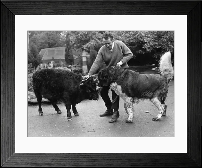 Framed Print : Moment of truth for Titch, the fully-grown mini-bull, as he measures up beside Bernie Framed Print : Moment of truth for Titch, the fully-grown mini-bull, as he measures up beside Bernie