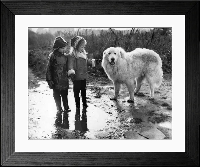 Framed Print : Animals - Children and dogs: P006073