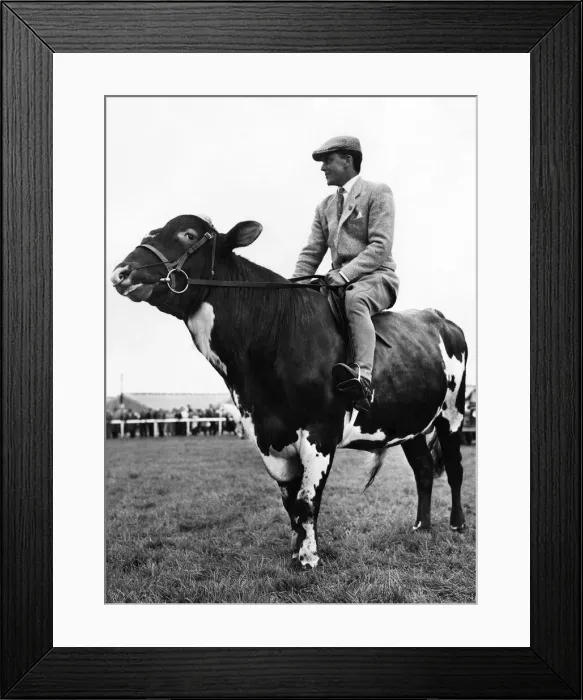 Framed Print : Man riding Bull: July 1963 P006136 Framed Print : Man riding Bull: July 1963 P006136