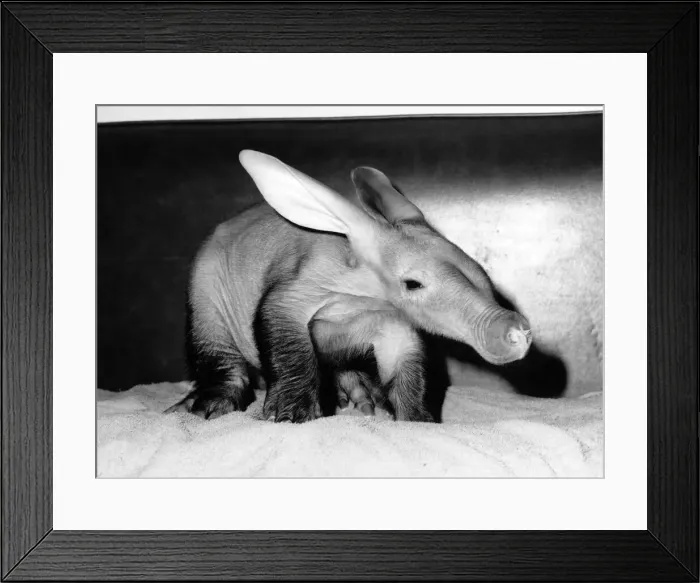 Framed Print : Unloved... Abigail the aardvark. May 1988 P006701 Framed Print : Unloved... Abigail the aardvark. May 1988 P006701
