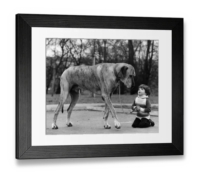 Framed Print : Knee-high... to a Great Dane, Richard Donovan and his pal Danzas. March 1980 P006065 Framed Print : Knee-high... to a Great Dane, Richard Donovan and his pal Danzas. March 1980 P006065