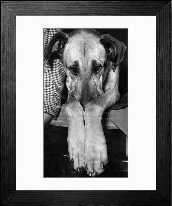 Framed Print : No. 1 in the Catalogue Champion Revert of Ouborough, seemed to be completely fed up with Framed Print : No. 1 in the Catalogue Champion Revert of Ouborough, seemed to be completely fed up with