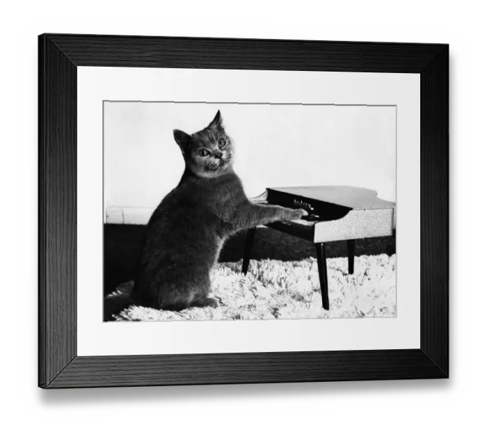 Framed Print : In tune, Fred the piano-playing puss. March 1984 P006144 Framed Print : In tune, Fred the piano-playing puss. March 1984 P006144