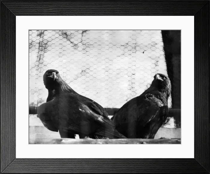 Framed Print : Birds-Eagle-Golden. March 1965 P006488 Framed Print : Birds-Eagle-Golden. March 1965 P006488