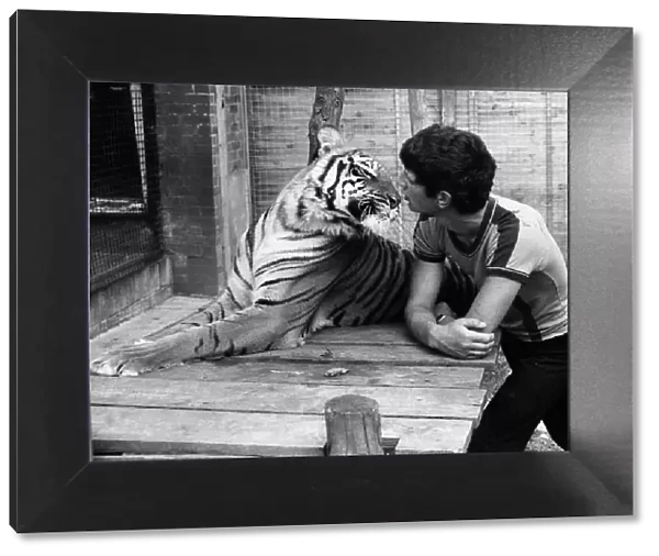 Trainee zoo keeper Keith Farrell August 1981 face to face with a tiger