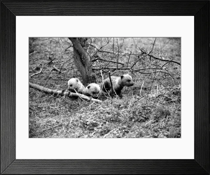 Framed Print : Whipsnade Zoo. Brown Bears. March 1975 75-01658-008 Framed Print : Whipsnade Zoo. Brown Bears. March 1975 75-01658-008