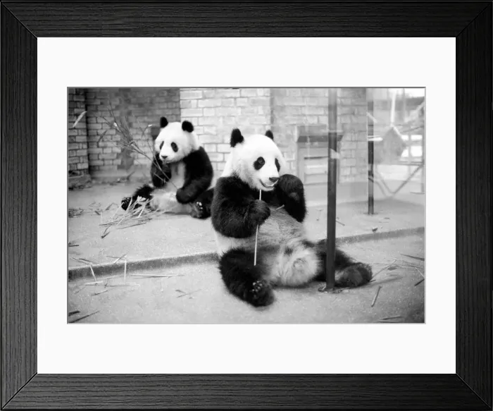 Framed Print : Bears: Cute: Panda s: Ching-Ching and Chia-Chia frolicking at London Zoo