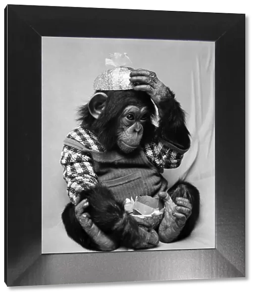Animals: Cute: Chimp. March 1975 75-01526-001