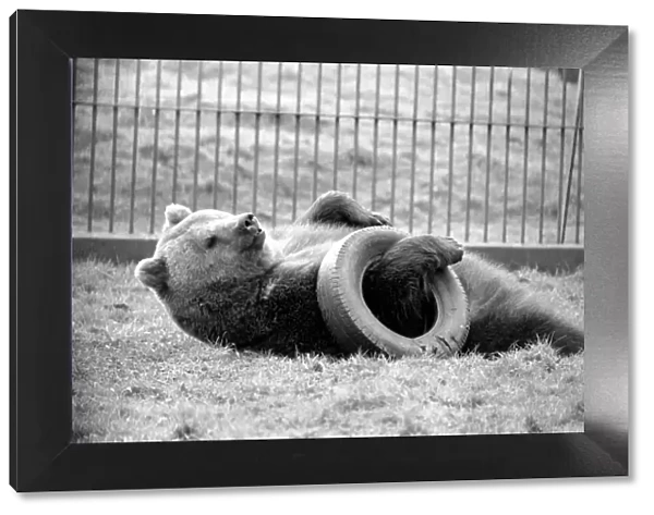 Whipsnade Zoo. Brown Bears. March 1975 75-01658