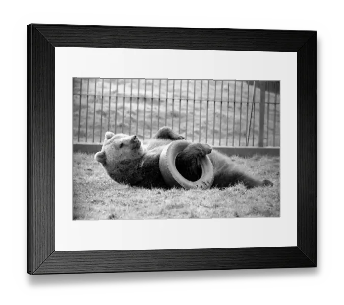 Framed Print : Whipsnade Zoo. Brown Bears. March 1975 75-01658