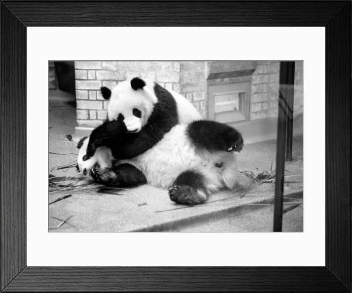 Framed Print : Bears: Cute: Panda s: Ching-Ching and Chia-Chia frolicking at London Zoo